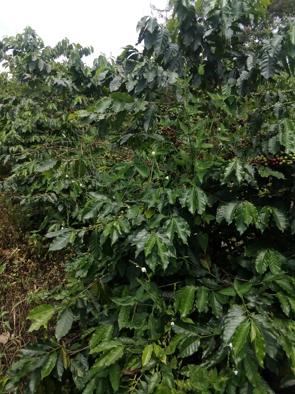 kopi gayo