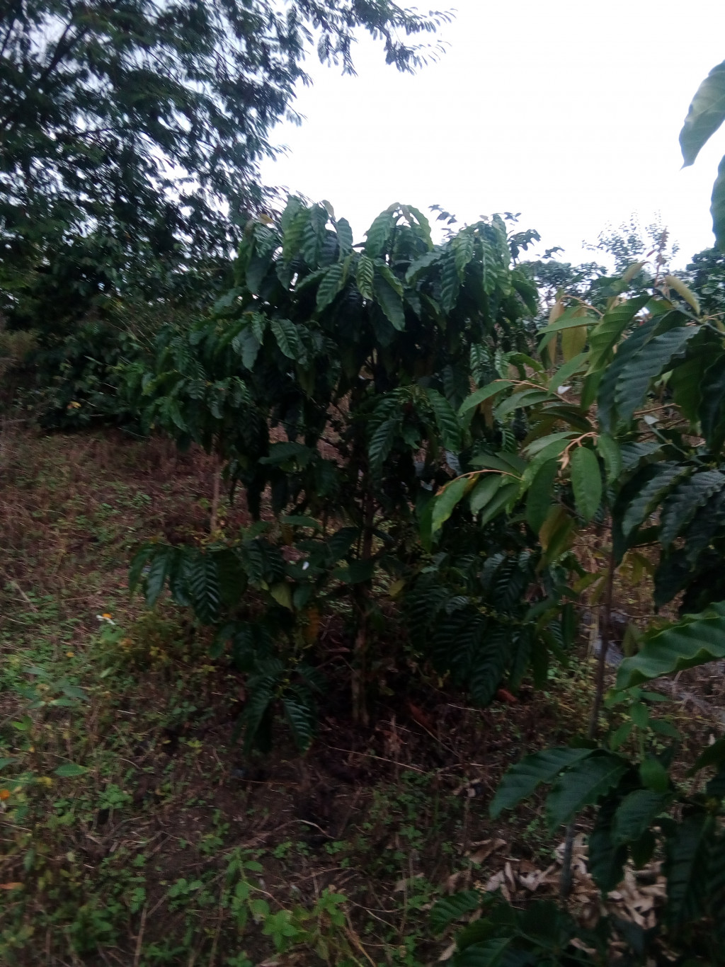 tanaman kopi jenis Robusta /buahnya lebat